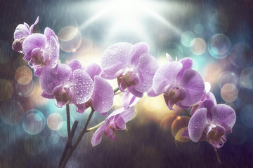 Lila Orchidee im Regen