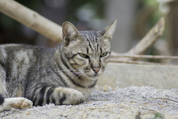 cat lying on the ground and staring at something