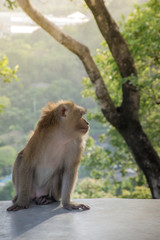 Monkey sit on the cement floor with background sunset, It’s live in forest at Khao Rang Hill, Phuket,Thailand(popularity viewpoint in Phuket) with blurred forest background