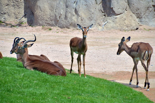 Antilope bruca sul prato verde