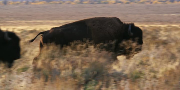 bull bison running in grasslands at Grand Tetons National Park in Wyoming