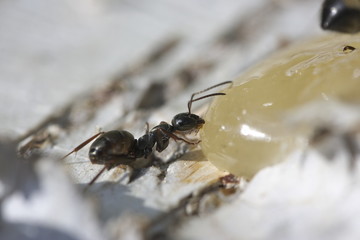 Ant eating honey.
