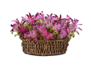 Siam Tulip in the basket isolated on white background