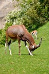 Naklejka na ściany i meble Antilope bruca sul prato verde