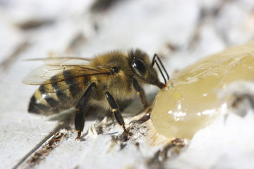 Bee eating honey.