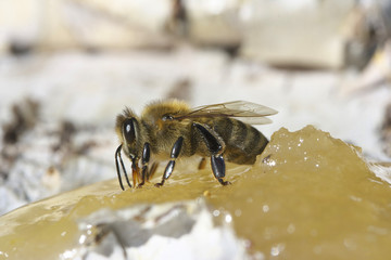 Bee eating honey.