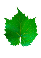 Green grape leaf on a white background.