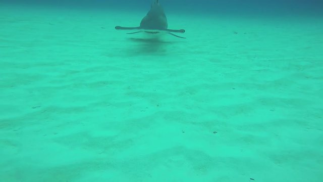 Hammer fish floating underwater. Ocean wildlife. Deepness. Dangerous. Diving Blue water
