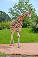 una giraffa che si disseta, sequenza fotografica