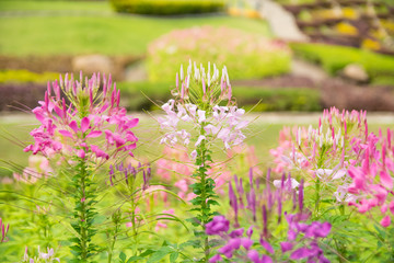 Obraz premium Beautiful flowers in the garden and blur background