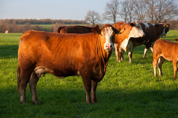 Cows grazing on a lovely green pasture