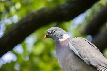 Wood Pigeon (Columba palumbus)