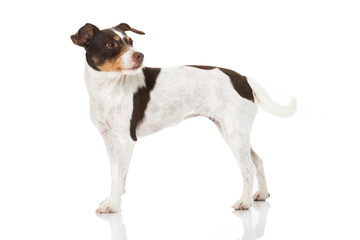Parson Russel Terrier