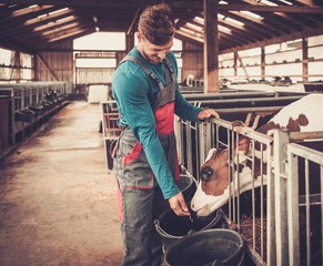 Young farmer feeding calf in the cowshed in dairy farm.
