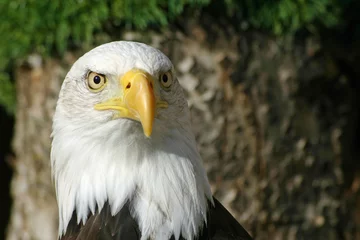 Foto op Canvas Bald eagle © JohnatAPW