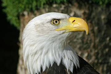Bald eagle
