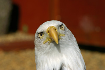 Bald eagle