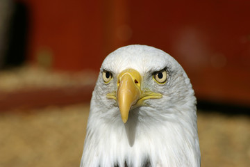 Bald eagle