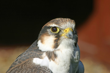Falcon