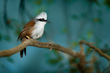 White-Crested Laughing Thrush