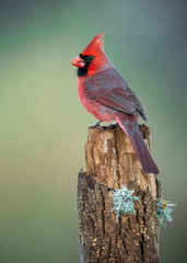 Male Northern Cardinal (Cardinalis cardinalis) standing in profile on perch