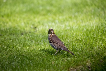Mistle Thrush (Turdus viscivorus)