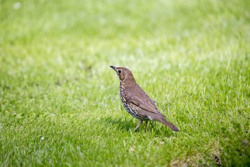 Mistle Thrush (Turdus viscivorus)