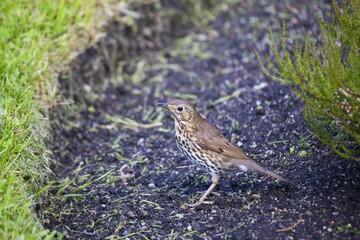 Mistle Thrush (Turdus viscivorus)