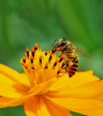 bee on flower