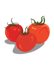 Fresh Tomatoes abstract illustration. Vector