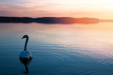 Fototapeta premium Swan on the lake