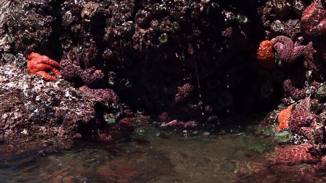 Ultra-slow motion sea water trickling into close-up tide pool
