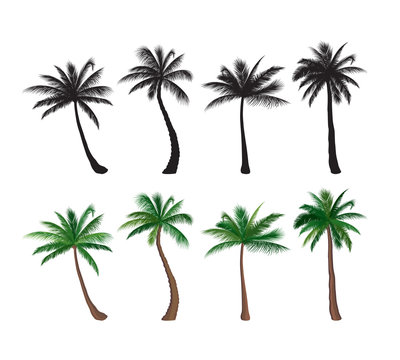 Palm tree set Nature floral design elements Tropical plant trees flat colorful design and black silhouette collection