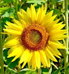 Obraz premium Beautiful sunflower field in summer. yellow flowers