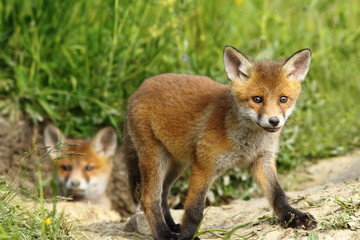 Naklejka na ściany i meble curious fox cub near the burrow