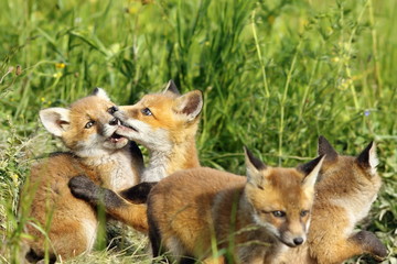 cute fox cub playing