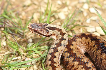 detail of european common crossed adder