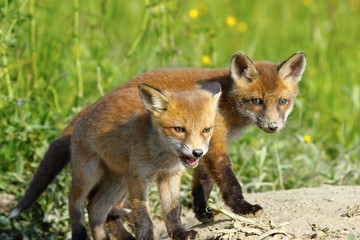 european red fox wild cubs