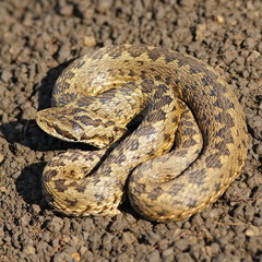 female vipera ursinii on the ground