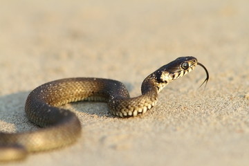 grass snake, juvenile on sand