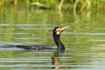 great cormorant on pond