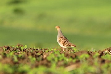 grey partridge on agricultural field - obrazy, fototapety, plakaty