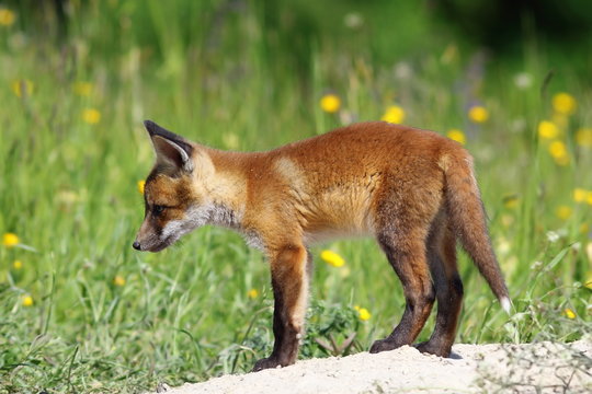 curious red fox