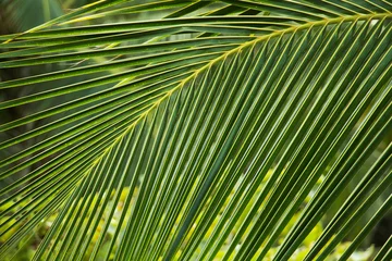 Store enrouleur occultant sans perçage Palmier green palm tree leaf