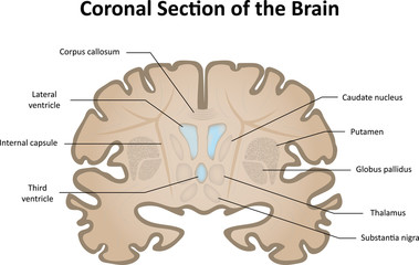Coronal Brain Slice
