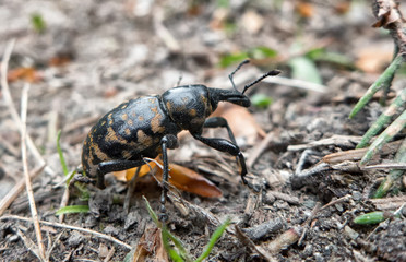 Beetle in forest