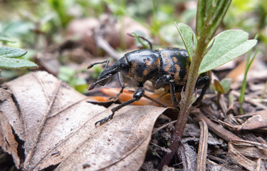 Beetle in forest