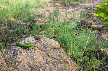 Lizard on the stone