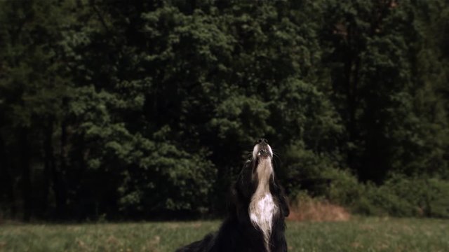 Ultra-slow motion shot of dog running and jumping to catch frisbee
