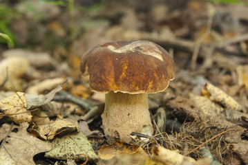Boletus edulis in the forest. Edible mushroom